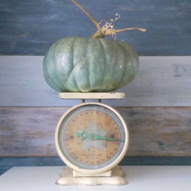 @lovelyetc My weekend finds. We got my first blue pumpkin ever at the pumpkin patch and it is gorgeous! And I found this vintage scale at a yard sale for $5. It has cute little babies on the front and the seller said it was a 1947 baby scale. #pumpkin #fallhomedecor