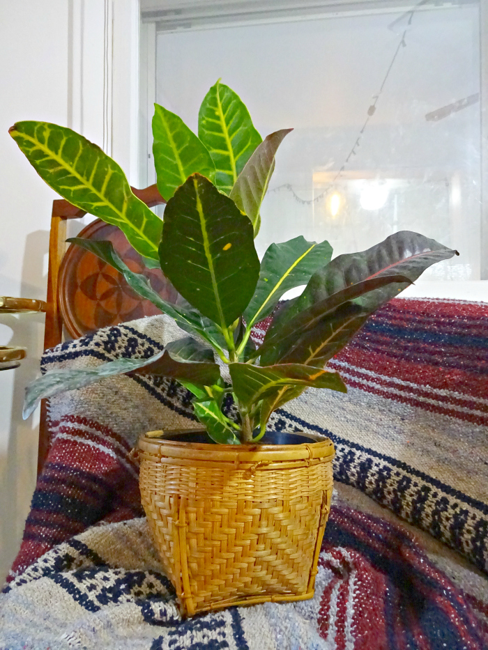 inexpensive plant in a cheap planter basket