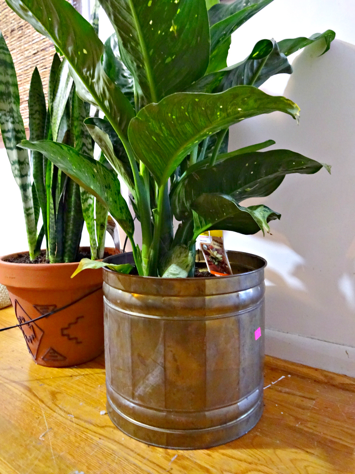large brass planter pot from the goodwill castaway store