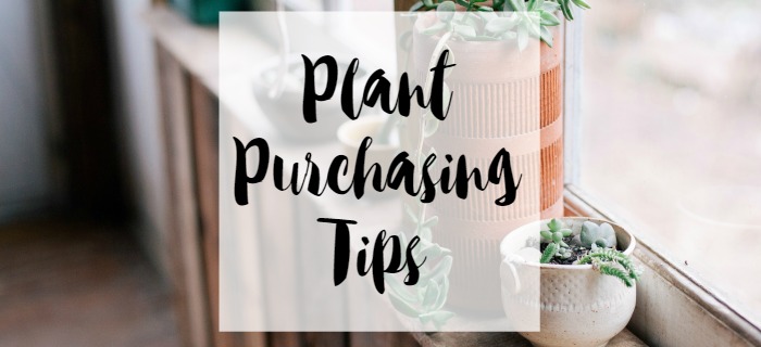 plant purchasin tips