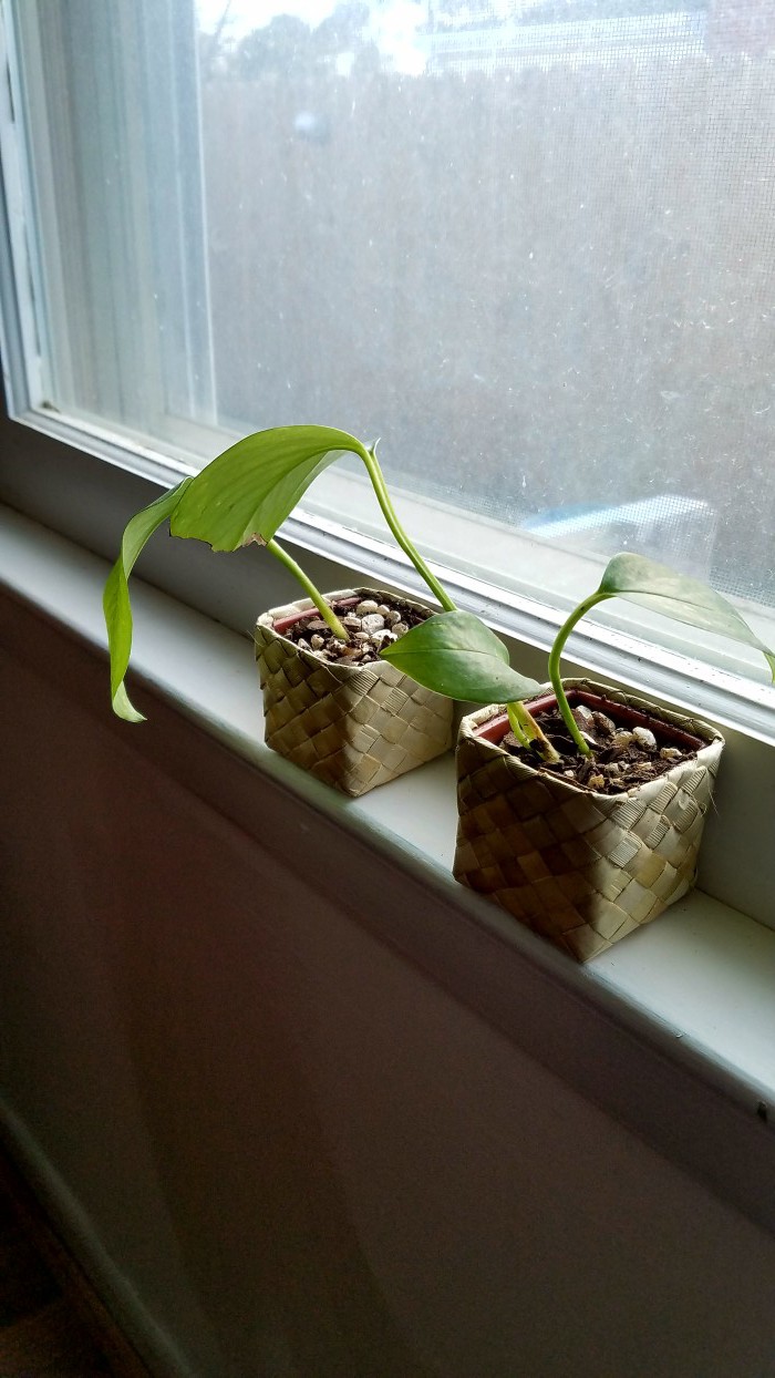 Tiny plants propagated on a windowsill