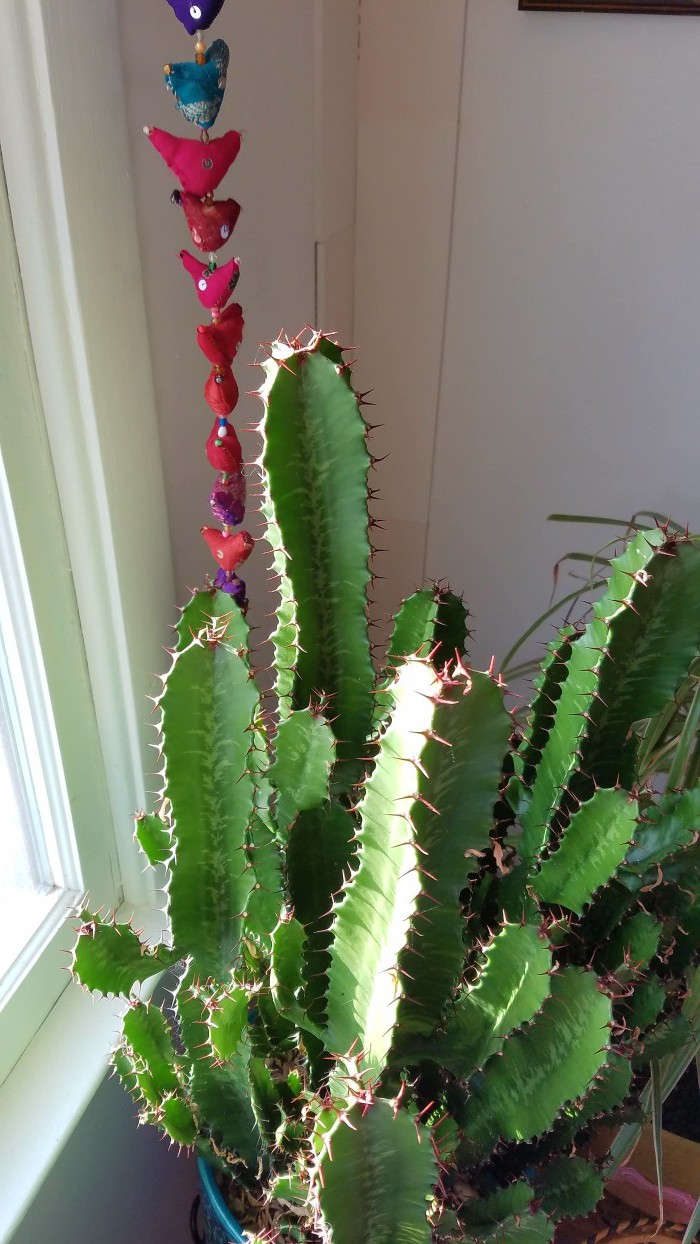 Plant Filled and Focused | Pink and Green | Tropical and Modern | Global and Thrifted | Dining Room | Airy Bohemian Dining Room Decor | Eclectic Boho Cali Style