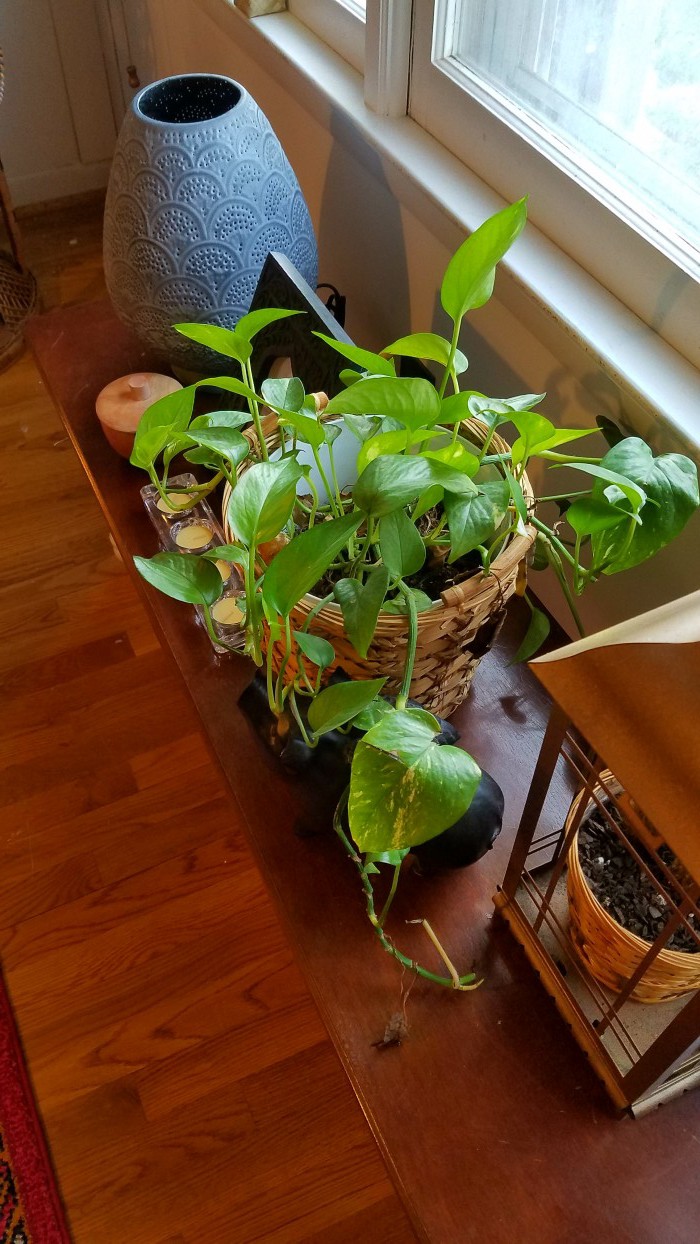 Plant Filled and Focused | Pink and Green | Tropical and Modern | Global and Thrifted | Dining Room | Airy Bohemian Dining Room Decor | Eclectic Boho Cali Style