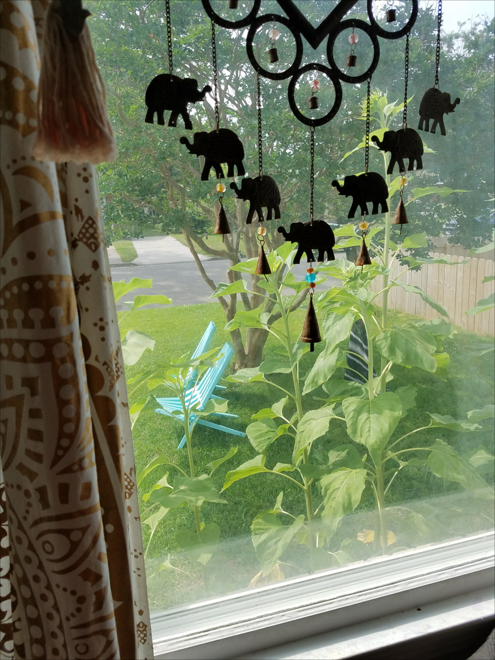 Looking put the window. Giant sunflowers, aqua yard chairs, elephant sunshine. - @adesignerathome