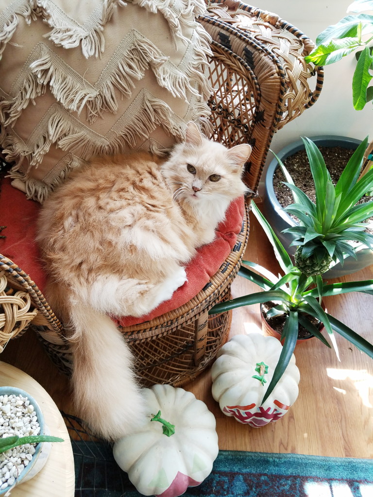 Fluffy Orange Boho Cat