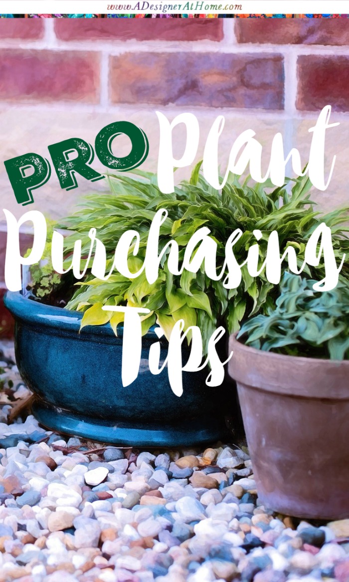 Pro Plant Purchasing Tips