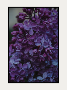 Blood Drip On Hydrangea