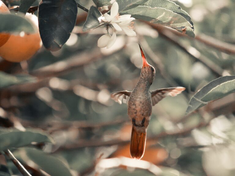 Honoring Indigenous People for Heritage Month